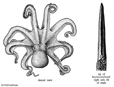 Giant Octopuses ~ MarineBio Conservation Society