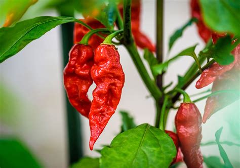 Ghost pepper | Description, Scoville Heat Units, History, Fruit ...