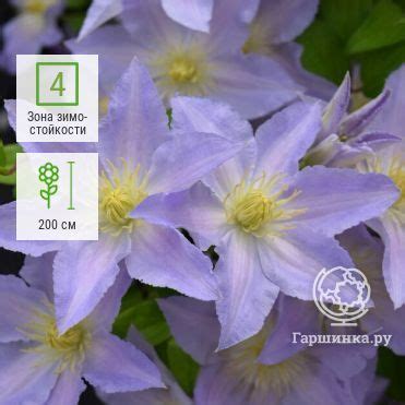Избранное | Интернет-магазин садовых растений | Plants, Garden, Wish