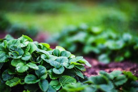 Culturas de morangos plantadas gotas de água nas folhas terras