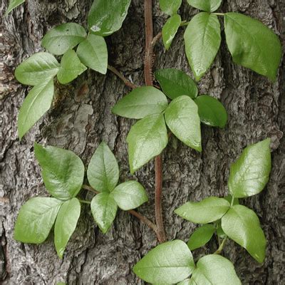 How to Identify Poison Ivy, Oak, and Sumac - dummies