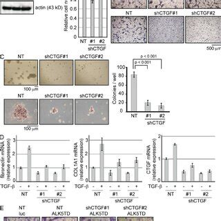 The CTGF Expression Level Was Modulated By The TGF And Hippo