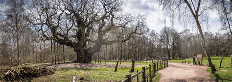 Major Oak, Sherwood Forest