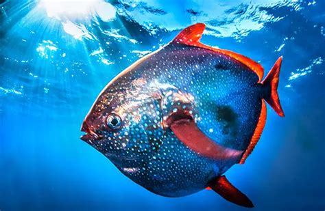 Moon Fish Description Habitat Image Diet And Interesting Facts