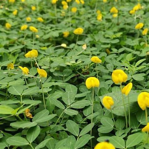 Arachis Glabrata Ecotruf Perennial Peanut Siteone