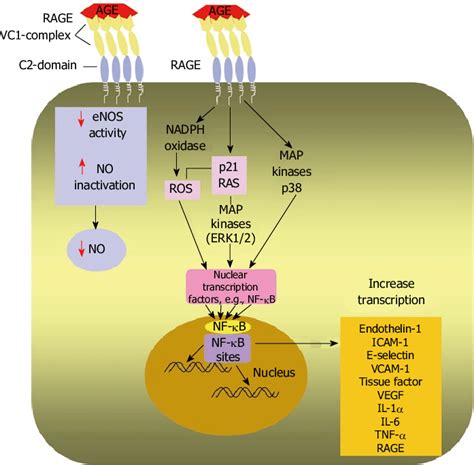 Intracellular Effects Of AGEs After AGE RAGE Binding Diagrammatic