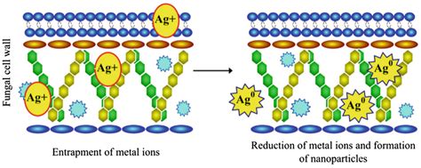 Nanomaterials Free Full Text Biogenic Silver Nanoparticles What We