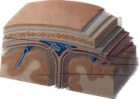 Brain Meninges Diagram Quizlet