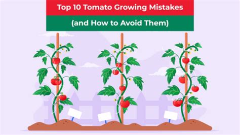 Top Tomato Growing Mistakes Frustrations Jobe S Company