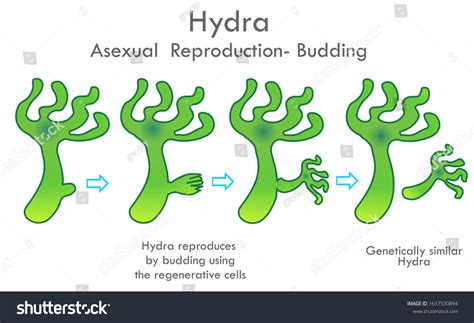 Hydra Reproduces By Budding Using The Royalty Free Stock Vector