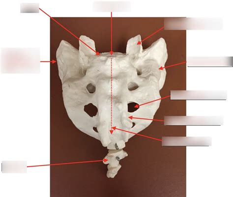 Sacrum Posterior View Diagram Quizlet