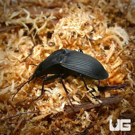 Shield Black Ground Beetle Carabidae For Sale Underground Reptiles