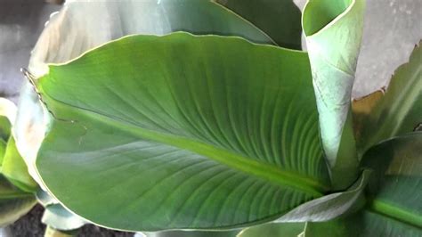 Super Dwarf Cavendish Banana Plants Youtube