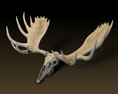 Obj File Moose Skull・3d Printable Model To Download・cults
