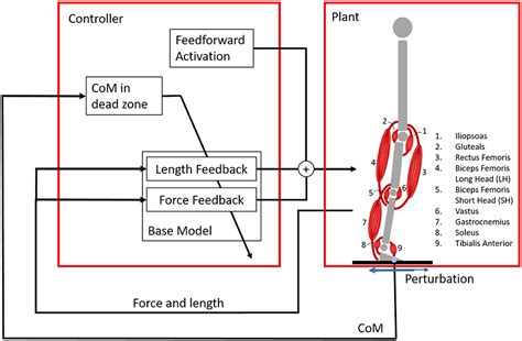 Frontiers Exploring The Contribution Of Proprioceptive Reflexes To