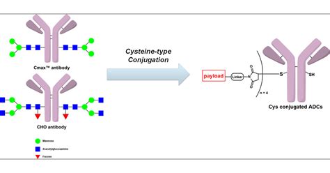 Synthesis And Biological Evaluation Of Antibody Drug Conjugates Based