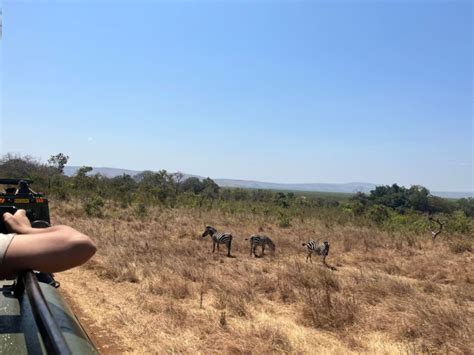 Akagera National Park Full Day Game Drive Safari Getyourguide