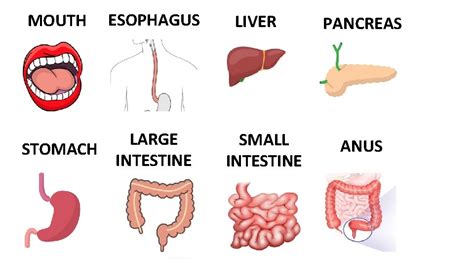 Mouth Esophagus Stomach Large Intestine Liver Small Intestine