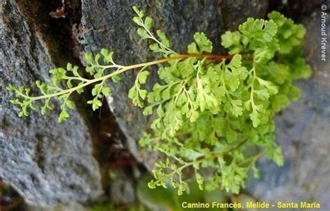 Asplenium Ruta Muraria Flores De Los Caminos A Santiago