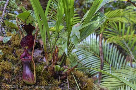 Low S Pitcher Plant Nepenthes Lowii Lower Pitcher At North Sarawak