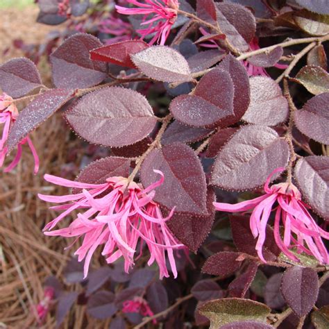 Crimson Fire Fringe Flower Best Flower Site