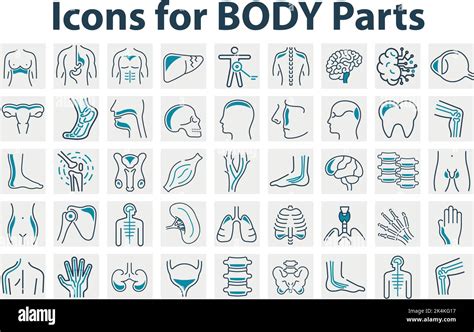 A Set Of Icons For Body Parts Stock Vector Image And Art Alamy