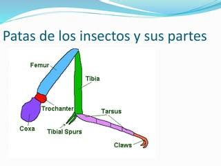 Introducción a la entomología PPT