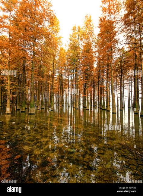 cedar forest Stock Photo - Alamy