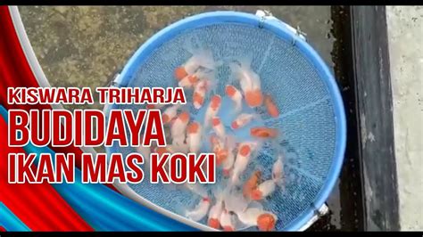 Ikan Mas Koki Dari Neglasari Tangerang Tembus Pasar Dunia YouTube