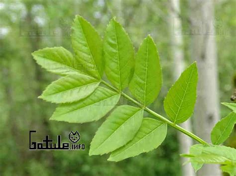 Árbol Fresno » Gatule.info » 10 Propiedades y Beneficios