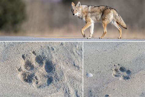 Coyote Tracks Or Paw Prints: What Do They Look Like?