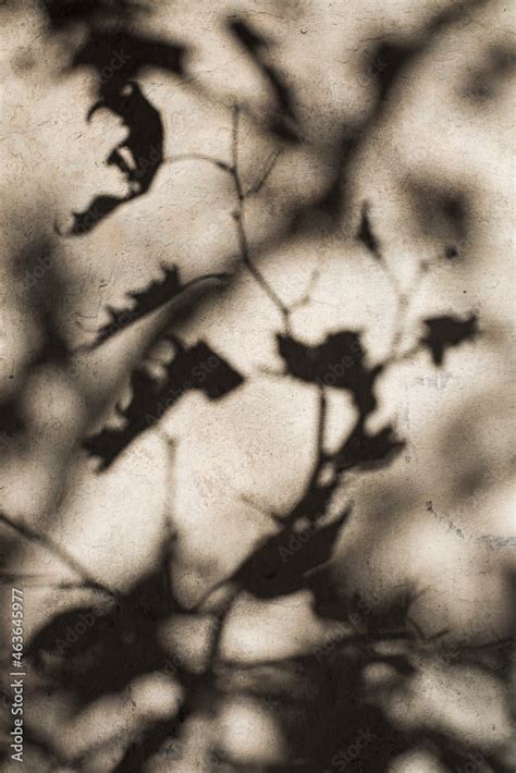 City Wall With Peeled Paint And Shadows Of Branches And Leaves As