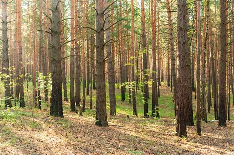 B Ume Wald Natur Kostenloses Foto Auf Pixabay Pixabay