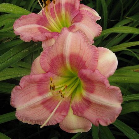 Browns Ferry Gardens The Daylilies Of Charles Douglas Day Lilies