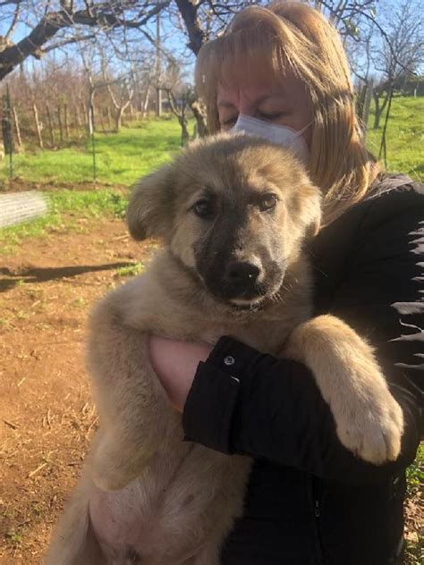 Lillo E Lilla Bellissimi Cuccioli Simil Pastore Del Caucaso Cane A