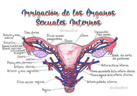 Irrigación Del Aparato Sexual Femenino Interno Anatomía Humana