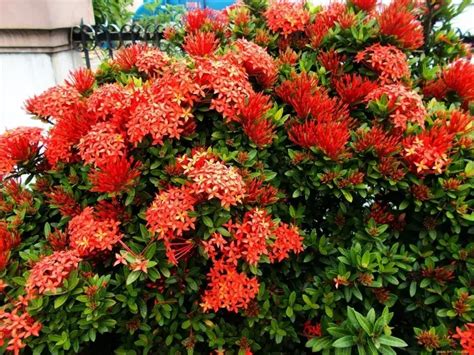 Arbuste Qui Supporte La Chaleur Pour Un Jardin Plein Soleil