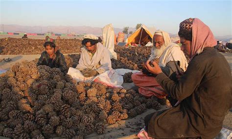 1170 Tons Of Pine Nuts Shipped From Afghanistan To China To Aid