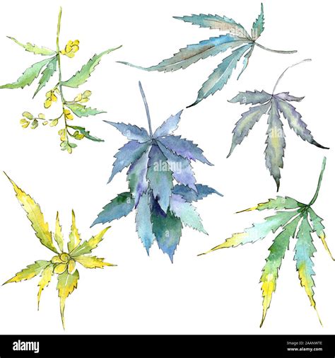 Cannabis Gr Ne Bl Tter Blatt Pflanze Botanische Garten Blumen Laub