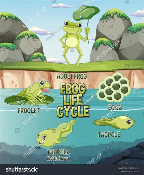 Frog Life Cycle Diagram Illustration Stock Vector Royalty Free 2279343073 Shutterstock