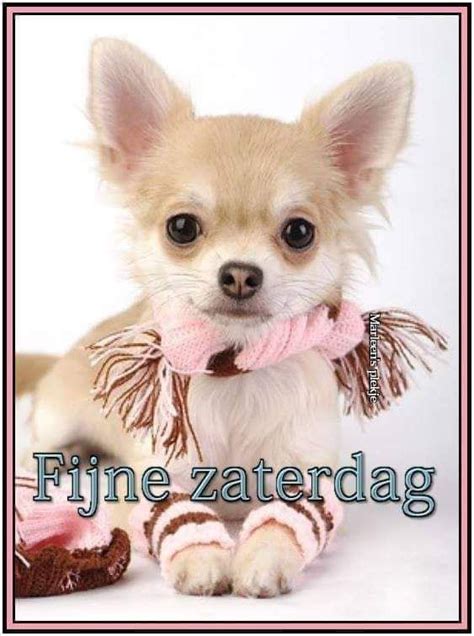 Pin Van Daems Rita Op Honden Fijne Zaterdag Goedemorgen Honden