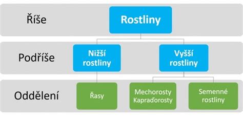 Taxonomie Rostlin Flashcards Quizlet