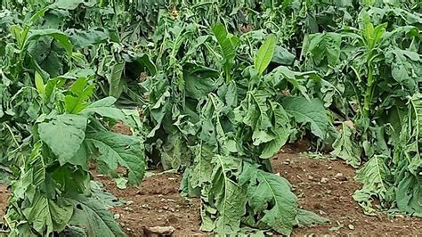 Maltempo Dagli Agricoltori Della Valtiberina L Appello Venga