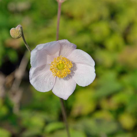 Anemone Tomentosa Robustissima