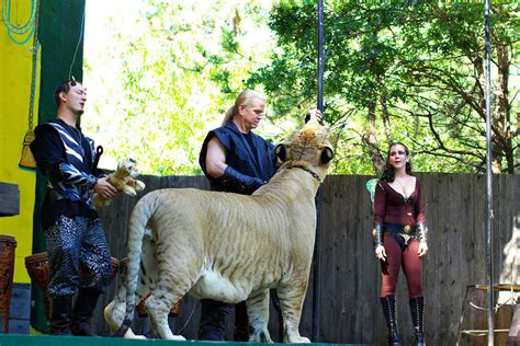 Mythical Black Lions To Mystical Marvelous Lion Hybrids Ligers Tigons Jaglions