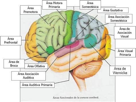 Áreas Funcionales De La Corteza Cerebral Departamento De Ciencias Y Tecnologías