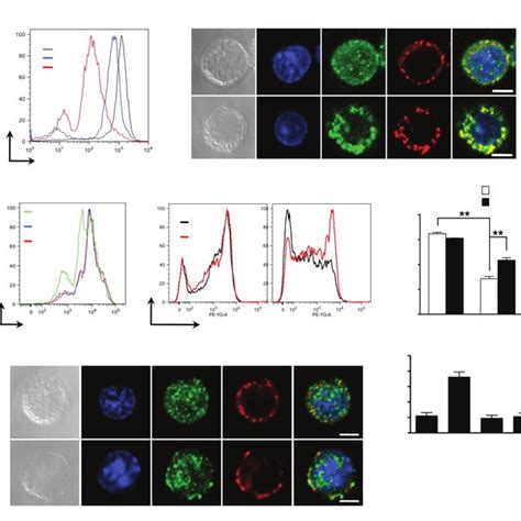 Plek Is Required For Actin Cytoskeleton Integrity Of Mouse Fetal Liver