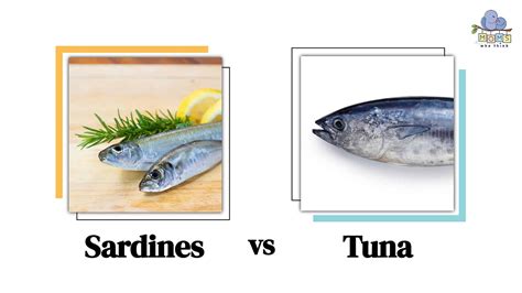 Sardines Vs Tuna Whats The Better Choice