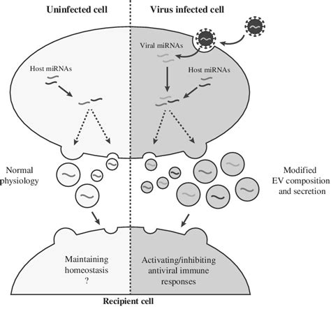 Virus Host Interactions The Rna Perspective Wires Rna