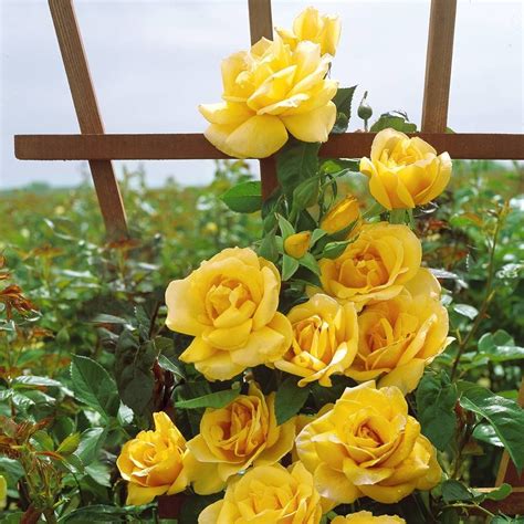 Rock Climbing Board: Yellow Climbing Rose Varieties